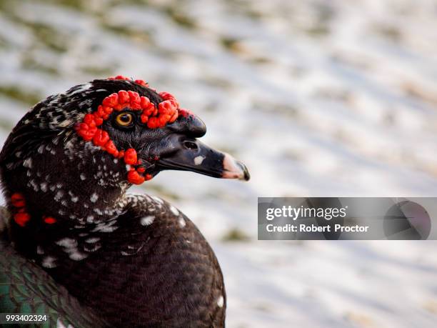 muscovy duck - muscovy duck stockfoto's en -beelden