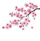 pastel color cherry blossom. vector illustration.  japan sakura branch with blooming flowers