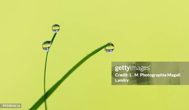 vert d'eau - photographie stock pictures, royalty-free photos & images