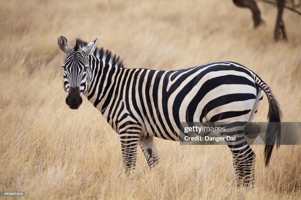 Zebra