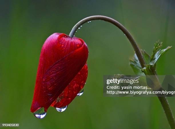 anemone and rain - www photo com stock pictures, royalty-free photos & images