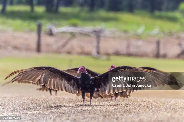 sizing me up! - turkey vulture stock pictures, royalty-free photos & images