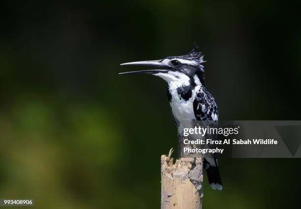 the gorgeous king  (pied kingfisher ) - pied kingfisher ceryle rudis stock pictures, royalty-free photos & images