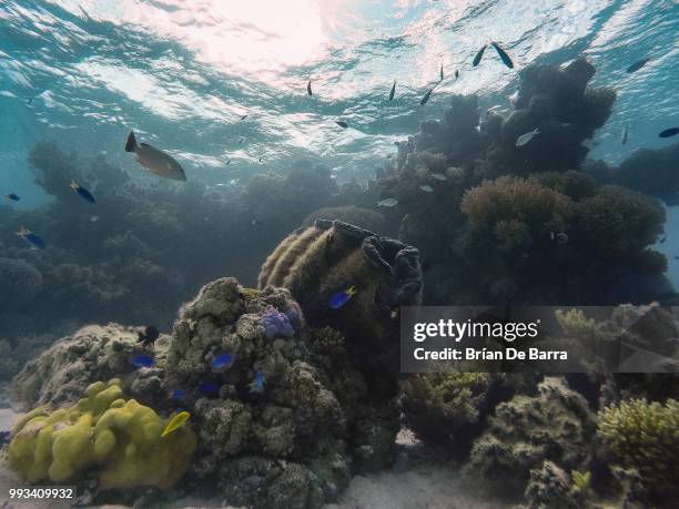 the giant clams of aitutaki - aitutaki stock pictures, royalty-free photos & images