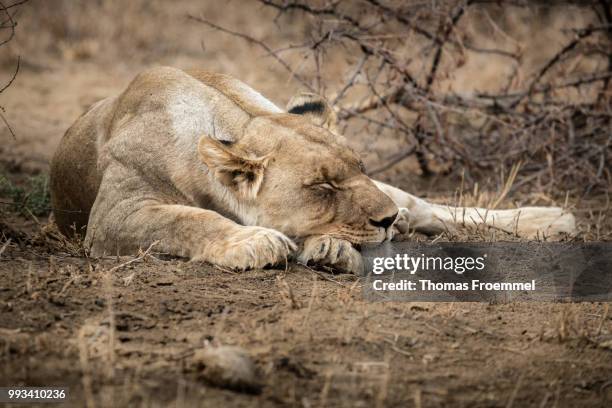 lions at madikwe game reserve - madikwe game reserve stock pictures, royalty-free photos & images