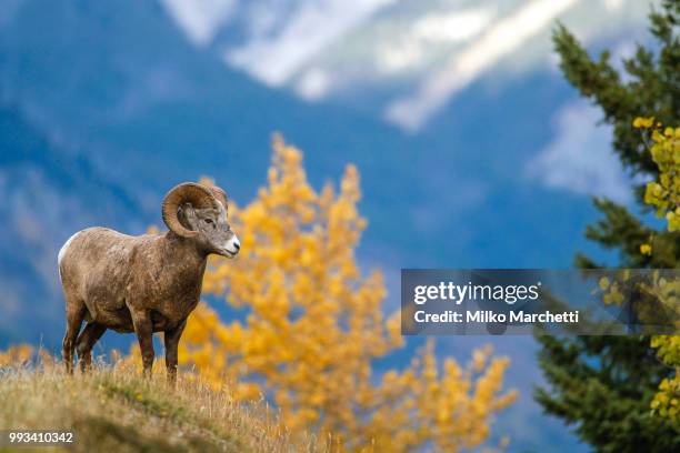 bighorn - bighorn sheep stockfoto's en -beelden