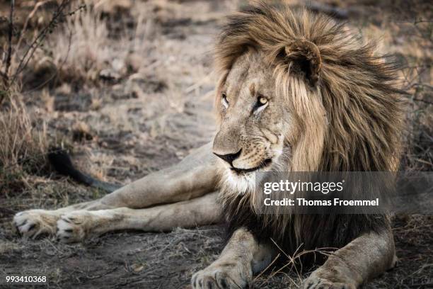 lions at madikwe game reserve - madikwe game reserve stock pictures, royalty-free photos & images