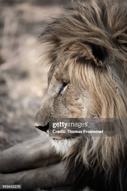 lions at madikwe game reserve - madikwe game reserve stock pictures, royalty-free photos & images