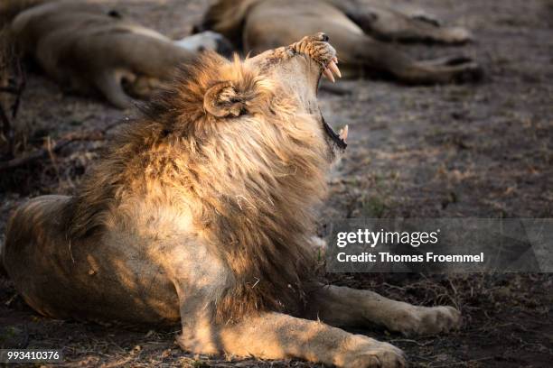 lions at madikwe game reserve - madikwe game reserve stock pictures, royalty-free photos & images