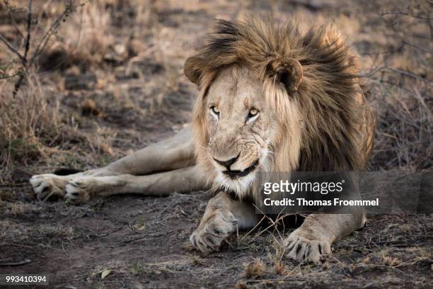 lions at madikwe game reserve - madikwe game reserve stock pictures, royalty-free photos & images