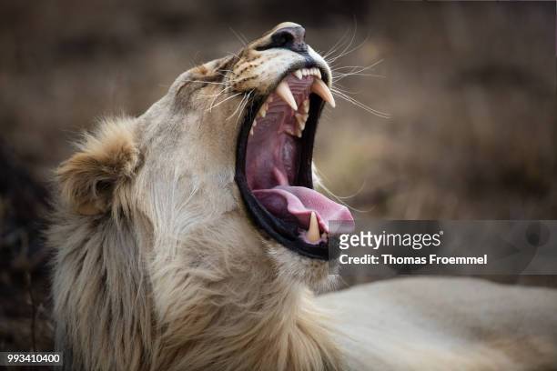 lions at madikwe game reserve - madikwe game reserve stock pictures, royalty-free photos & images