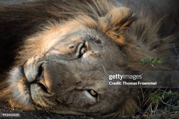 lions at madikwe game reserve - madikwe game reserve stock pictures, royalty-free photos & images