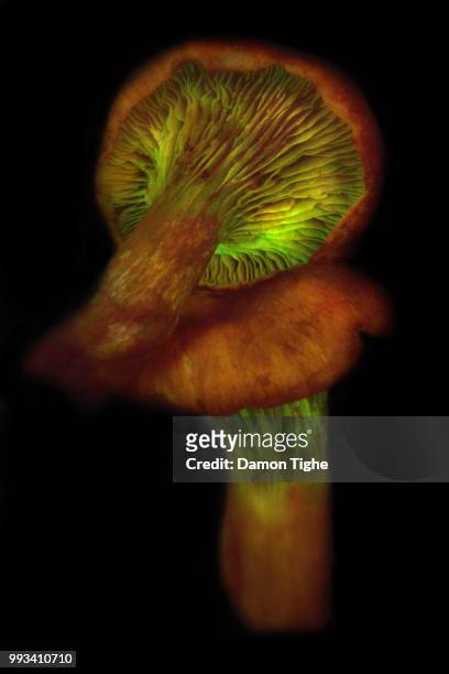 bioluminescent western jack'o'lantern (omphalotus olivascens), mt diablo state park, california - jack o lantern imagens e fotografias de stock