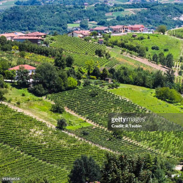 tuscany vineyard landscape of italy - italie foto e immagini stock