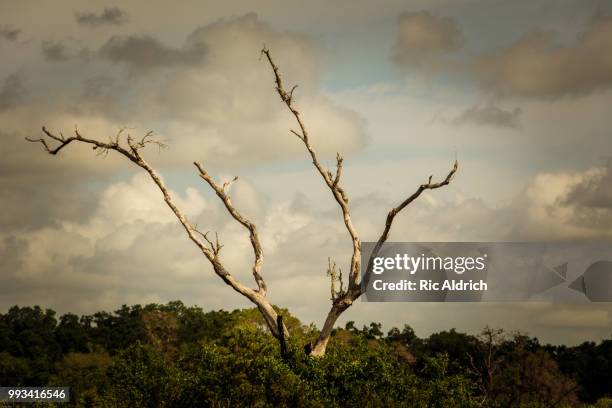 Ric Ric Tree Ric= Photos and Premium High Res Pictures - Getty Images
