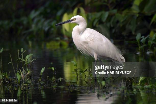 little egret - hariri stock pictures, royalty-free photos & images