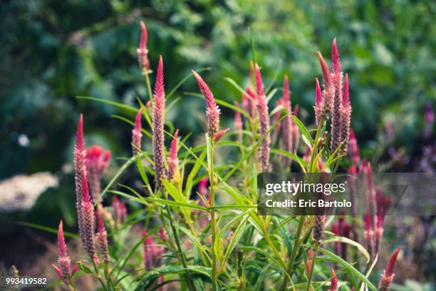 singapore botanic gardens - singapore botanic gardens stock pictures, royalty-free photos & images