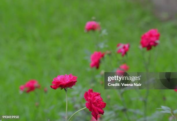 zen garden... - veena stock pictures, royalty-free photos & images