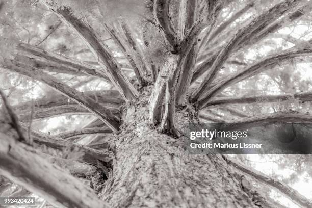 sequoia [ magna ] - sequoia stock pictures, royalty-free photos & images