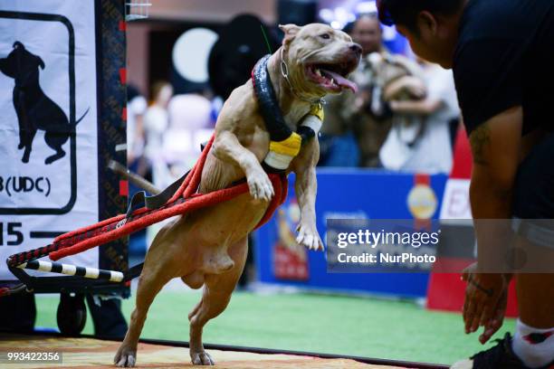 Pitbull dog weight pulling during UDC Weight Pulling Dog Championship in Thailand International Dog Show 2018 at Impact Arena Bangkok, Thailand 07...