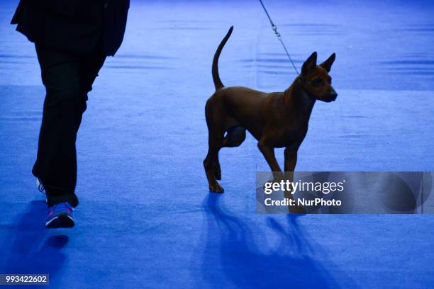 Dog competition walks on during the Thailand International Dog Show 2018 at Impact Arena Bangkok, Thailand 07 July, 2018.