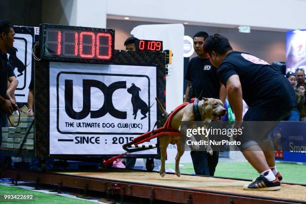 Pitbull dog weight pulling during UDC Weight Pulling Dog Championship in Thailand International Dog Show 2018 at Impact Arena Bangkok, Thailand 07...