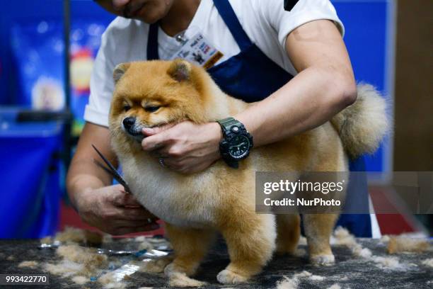 Dog its hair arranged groomed during the Thailand International Dog Show 2018 at Impact Arena Bangkok, Thailand 07 July, 2018.