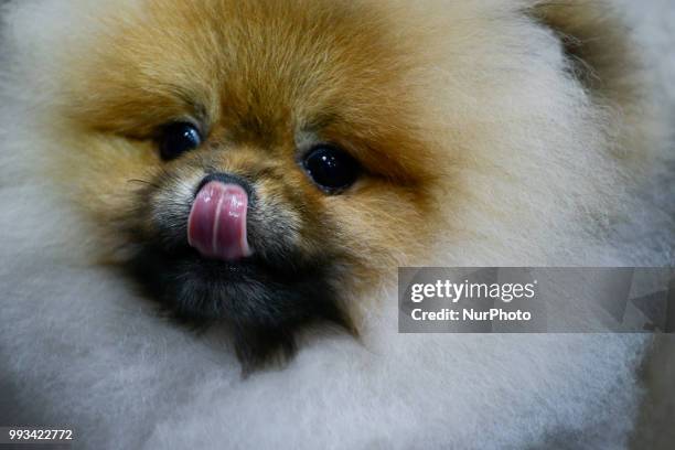 Dogs attend the Thailand International Dog Show 2018 at Impact Arena Bangkok, Thailand 07 July, 2018.