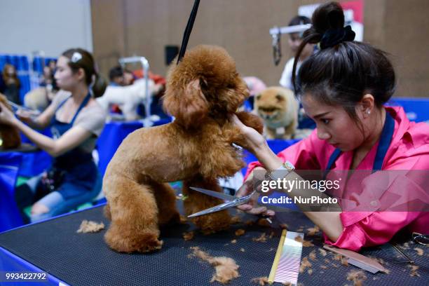 Dog its hair arranged groomed during the Thailand International Dog Show 2018 at Impact Arena Bangkok, Thailand 07 July, 2018.