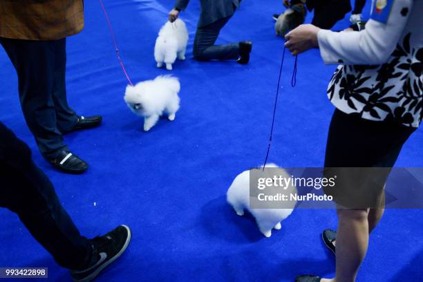 Dog competition walks on during the Thailand International Dog Show 2018 at Impact Arena Bangkok, Thailand 07 July, 2018.