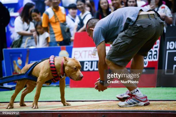 Pitbull dog weight pulling during UDC Weight Pulling Dog Championship in Thailand International Dog Show 2018 at Impact Arena Bangkok, Thailand 07...