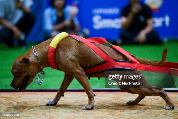 Pitbull dog weight pulling during UDC Weight Pulling Dog Championship in Thailand International Dog Show 2018 at Impact Arena Bangkok, Thailand 07...