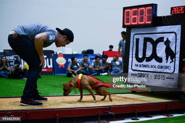 Pitbull dog weight pulling during UDC Weight Pulling Dog Championship in Thailand International Dog Show 2018 at Impact Arena Bangkok, Thailand 07...