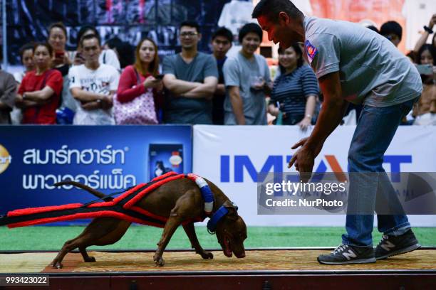 Pitbull dog weight pulling during UDC Weight Pulling Dog Championship in Thailand International Dog Show 2018 at Impact Arena Bangkok, Thailand 07...