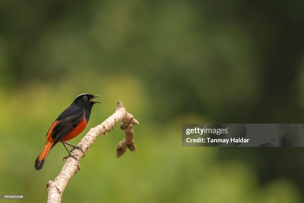 White-capped Water Redstart