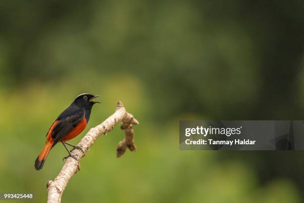 white-capped water redstart - white capped water redstart stock pictures, royalty-free photos & images