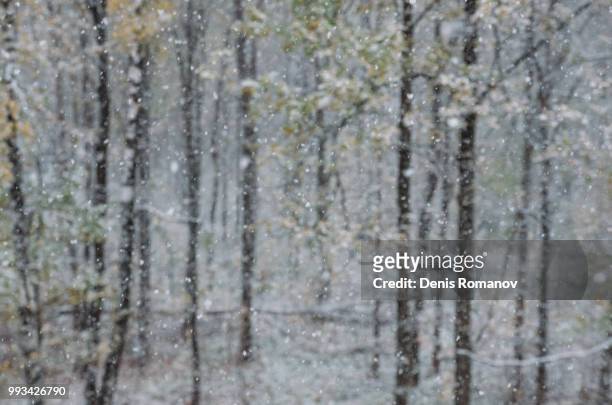 let it snow - romanov stock pictures, royalty-free photos & images
