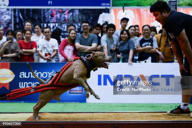 Pitbull dog weight pulling during UDC Weight Pulling Dog Championship in Thailand International Dog Show 2018 at Impact Arena Bangkok, Thailand 07...