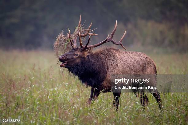 trophy-class bull elk - bramar fotografías e imágenes de stock