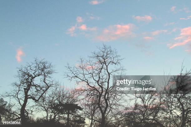 central park trees - jardim fotografías e imágenes de stock