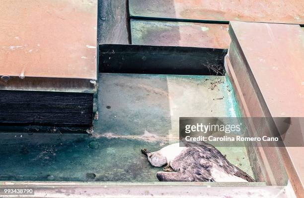 gaviota muerta en un tejado de siza. - tejado stock pictures, royalty-free photos & images