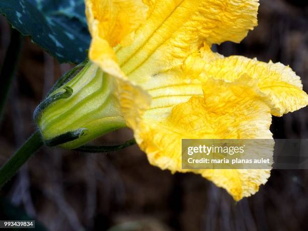 flor de calabaza 1 - calabaza foto e immagini stock