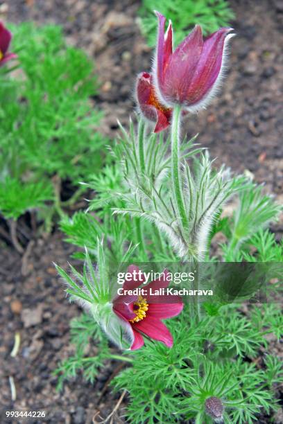 pasqua - pasqua fotografías e imágenes de stock