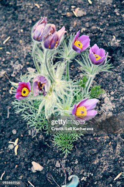 pasqua - pasqua fotografías e imágenes de stock