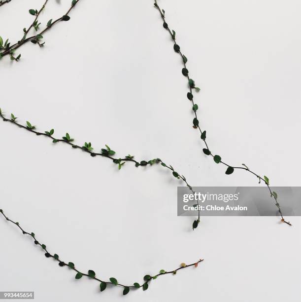 Ivy Reaching High-Res Stock Photo