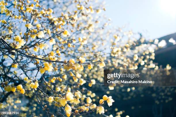 wintersweet flowers - allspice stockfoto's en -beelden