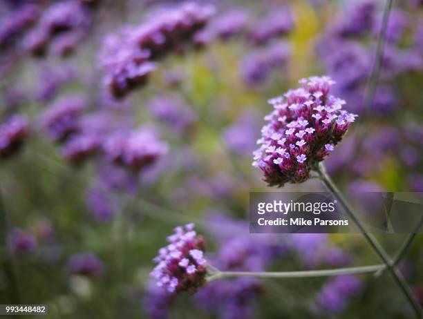 autumn purple - mike parsons stock pictures, royalty-free photos & images