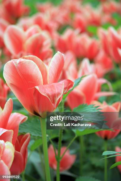 red tulips field - lali stockfoto's en -beelden