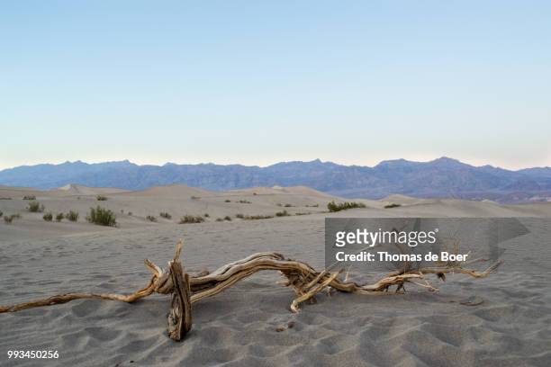 dried branch in death valley - broer foto e immagini stock