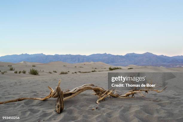 dried branch in death valley - de boer stock pictures, royalty-free photos & images